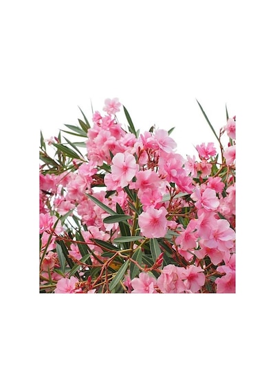 Tüplü Katmerli Pembe Çiçekli Zakkum Fidanı 150-200 Cm Çiçek Açma Durumunda
