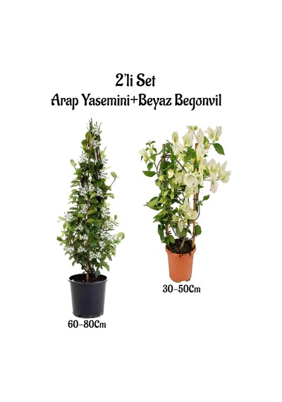 Yoğun Kokulu Arap Yasemini Fidanı+ Beyaz Begonvil Fidanı 2'li Peyzaj Seti