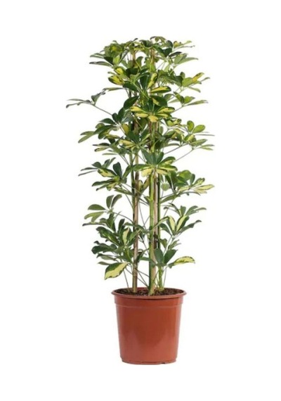 Videolu Kauçuk Çiçeği 60-80cm/çift Dal Alacalı Şeflera Çiçeği 60-90cm Saksılı