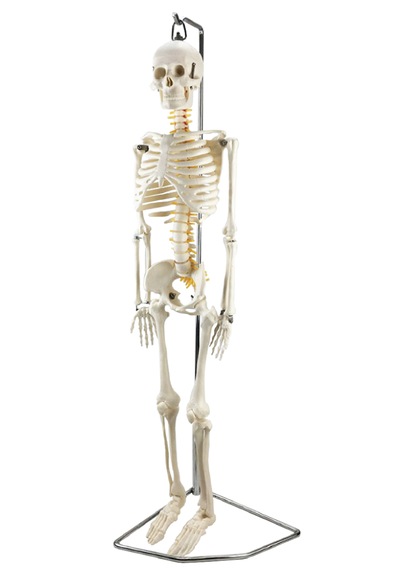 Esnek İnsan İskeleti Modeli, Sinir Sistemli, 85 Cm - İskelet Maketi 01