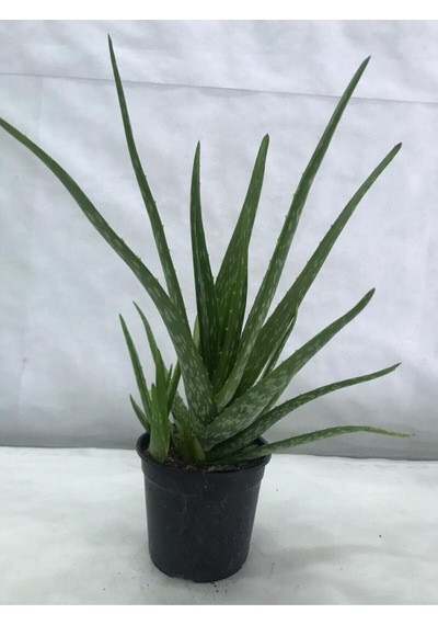 Aloe Vera Bitkisi Sarısabır Cilt Için Uygun Jel Aleovera 30 - 40 Cm