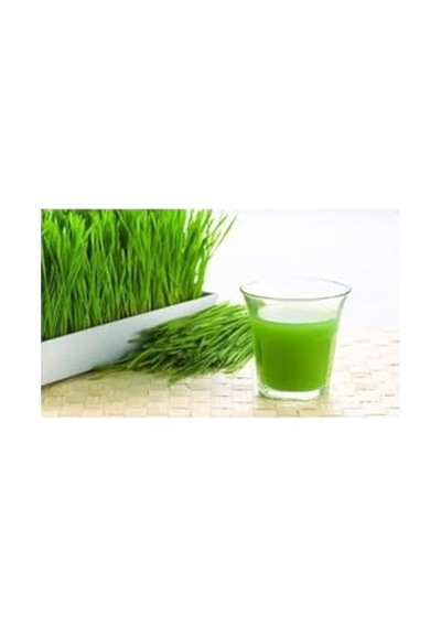 Buğday Tohumu 500 Gram Buğday Çimi Tohumu Kedi Çimi