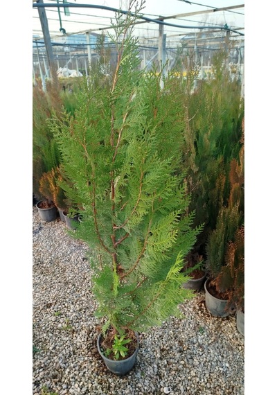 Yeşil Mazı Çit Bitkisi 3 Adet 80-100 Cm 4-5 Yaş Thuja Orientalis