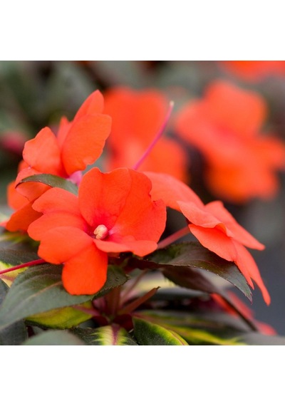 Cam Güzeli Çiçeği -impatiens Walleriana - Kırmızı 10 Adet