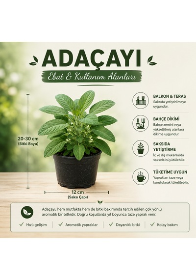 Saksılı Adaçayı Bitkisi Salvia Officinalis Aromatik Şifalı Bitki Canlı Adaçayı Fidesi 20-30 Cm