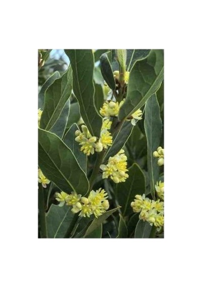 Defne Ağacı Fidanı Bahçeniz Için Aromatik Bitki 10-20 Cm