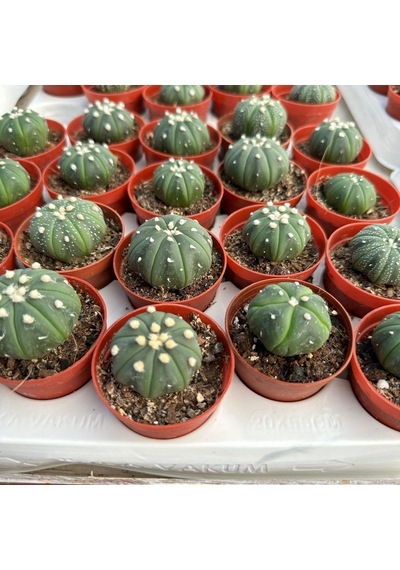 5.5 Lik Saksıda Echinopsis Subdenudata Paskalya Zambağı Kaktüsü