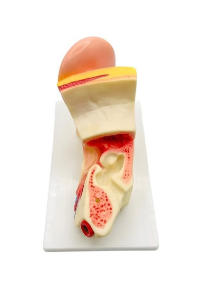 Temel 3 Boyutlu Anatomik Kulak Modeli, Çıkarılabilir Parçalı Stantlı Kulak Kesit Maketi