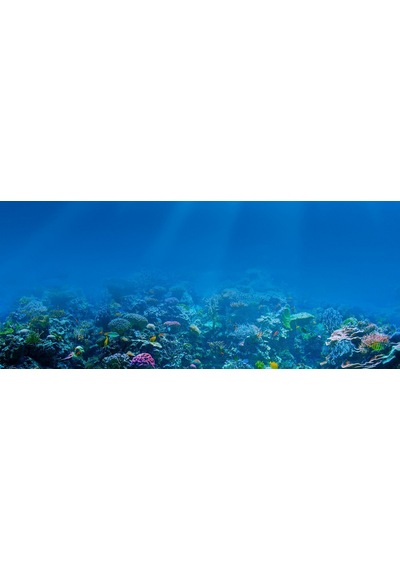 Kanki Pet 155 cm KP1556509 Akvaryum Arka Fon Yapıştırma 155x65 cm
