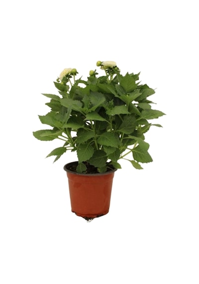 Dahlia - Yıldız Çiçeği - 25 40 Cm 1 Adet Saksılı Dış Mekan Bitkisi