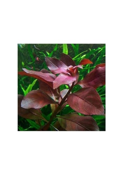 Repens Rubin Saksı Canlı Bitki Tr-p292 Çok Renkli