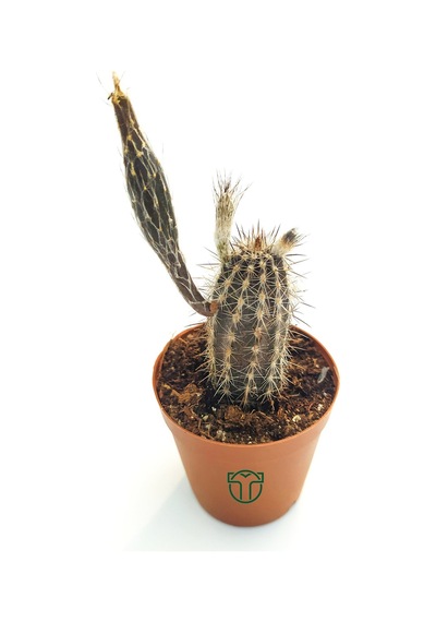 Echinocereus Mirabilis 5.5 Cm Saksıda