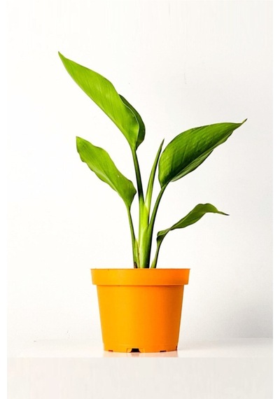 Strelitzia Nicolai 'starliçe' - Beyaz Cennet Kuşu Çiçeği - Ev Ofis Salon Iç Mekan Bitkisi - 40 Cm
