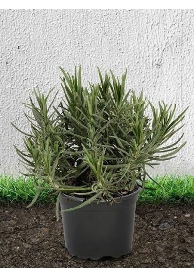 Ev Bahçe Bitkisi Lavanta Çiçeği Fidanı 10-20 Cm