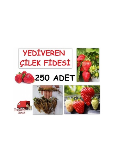250 Adet Çilek Fidesi Yediveren Albion 12 Ay Dikim