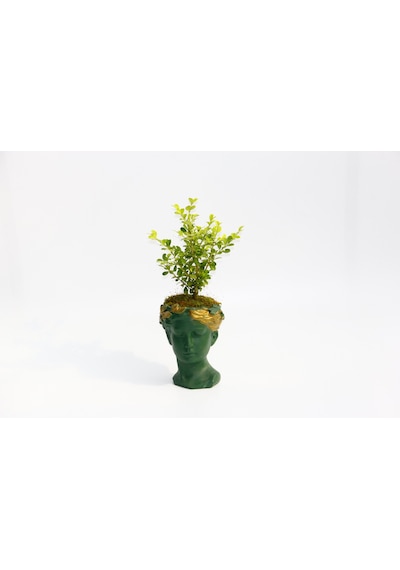BONSAİ HELEN BUXUS - HEDİYELİK YEŞİL RENK