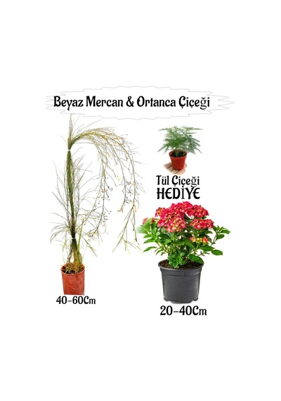 Beyaz Mercan Çiçeği 1 Adet+kırmızı Ortan Çiçeği 1 Adet Sakıslı+tül Çiçeği Hediye Teras Bitkisi