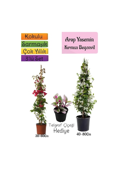 Mis Kokulu Arap Yasemini+kırmzı Begonvil+telgraf Çiçeği 3'lü Bahçe Seti