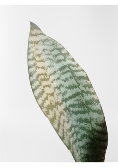 Serada Decor Plant Mini Paşa Kılıcı Sansevieria 30-40cm