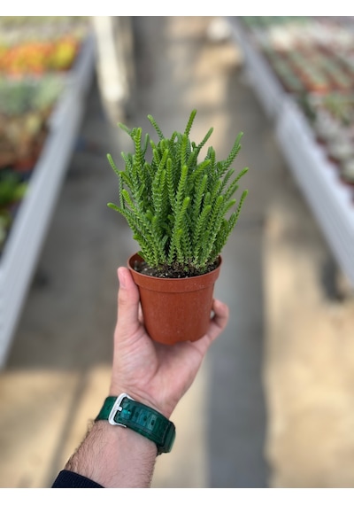 Crassula Lycopodioides (Sukulent) Ø8,5 CM Y10-15 CM