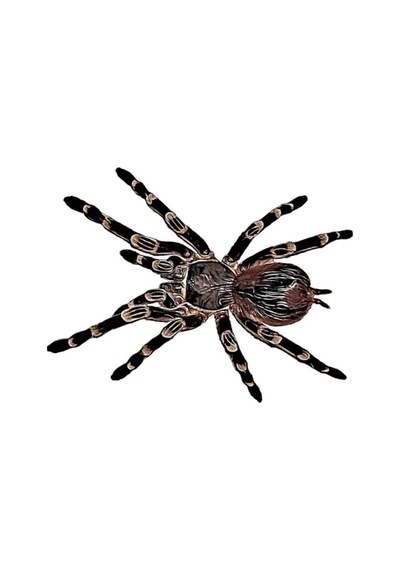 Acanthoscurria Geniculata Tarantula Kupa Bardak Çok Renkli