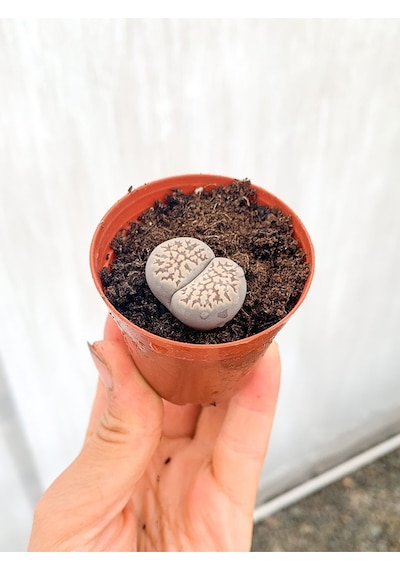 Taş Kaktüs Lithops 5.5 Cm Saksıda