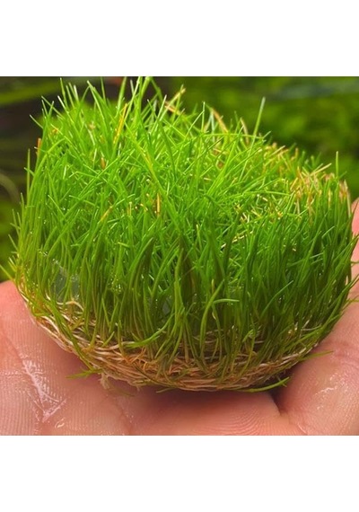 Mini Parvula In Vitro Cup Canlı Bitki