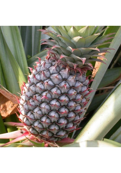Cox Shine Mersin Saksıda Ananas Fidanı 30-40 Cm