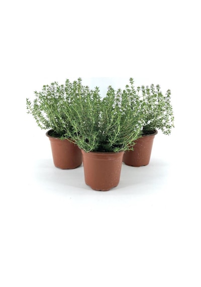 Gardenbox Saksılı Kekik Fidanı 10-20 Cm 3 Adet Potted Thyme Sapling