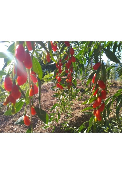 Gojiberry Fidanı Nq 1 Tüplü Aşılı 12 Ay Dikim.............