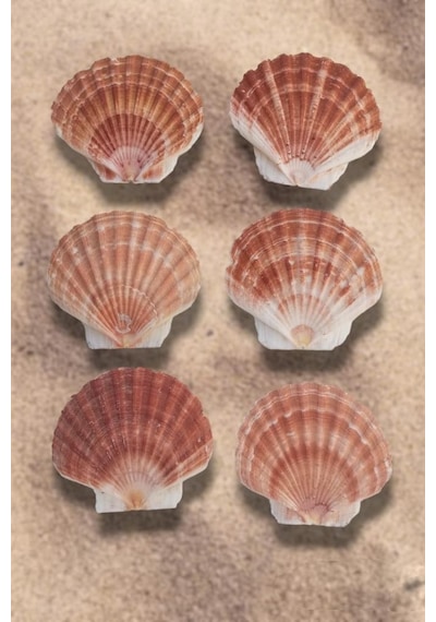 Scallop Shell Deniz Kabuğu Büyük Boy 6-ss