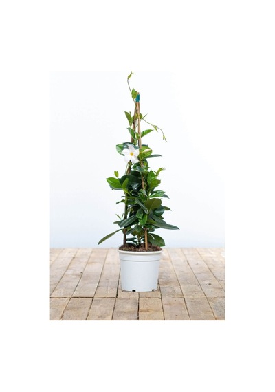 Mandevilla Sarmaşığı - Beyaz 80-100cm