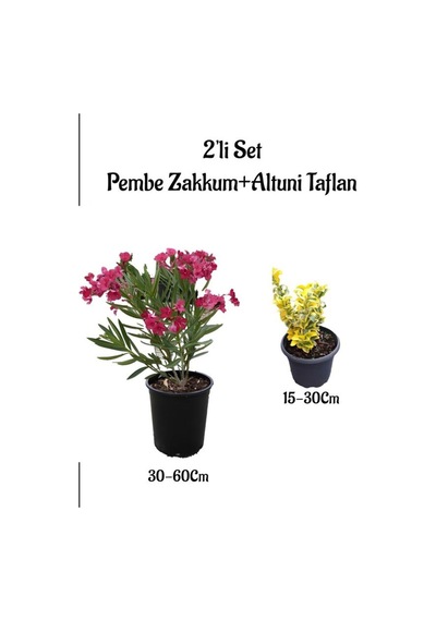 Pembe Renk Zakkum Çiçeği Fidanı+altuni Taflan Çit Bitkisi Saksılı Bahçe Bitkileri