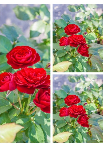 Videolu Yediveren Yoğun Kokulu Ateş Kırmızısı 30 60 Cm 3 Adet Aşılı Gül Kırmızı Red Rose