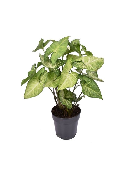 Dekoratif Canlı Melek Kanadı Çiçeği 1 Adet Saksılı 20-40cm Syngonium