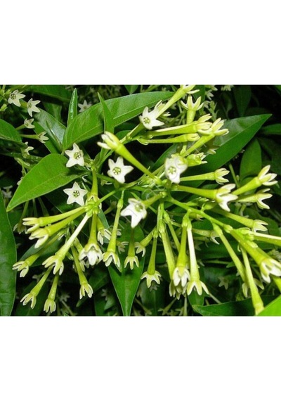 Videolu Gece Sefası Melisa Limon Çiçeği 1 Adet Saksılı/ Tüplü 30-60cm Bahçe Bitkisi Cestrum Parqui