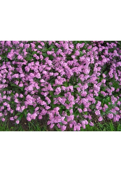 50+ Pembe Çiçekli Beni Unutma Çiçeği Tohumu