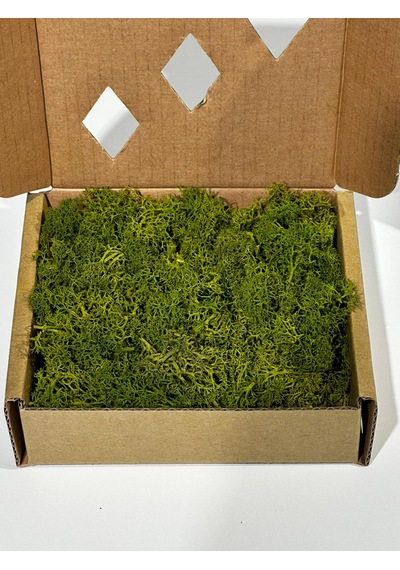 Reindermoss Şoklanmış Norveç Yosunu Terarium Yosunu Midium Green 100 Gr.