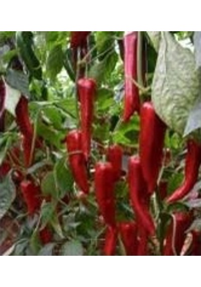 50 Adet Tohum Çok Acı Tyland Fil BayıLan Biber Tohumu