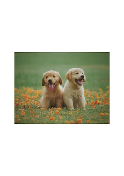 Köpek Kardeşler Sticker Çerçevesiz 70x90 Sayılarla Boyama Hobi Seti