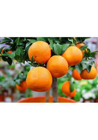 MANDALİNA FİDANI (Satsuma) 3 ADET - 3 YAŞ AŞILI ve TÜPLÜ 100-150