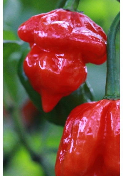 Dünyanın En Acısı Trinidad Scorpion Biber Tohumu 10+ Adet Tohum