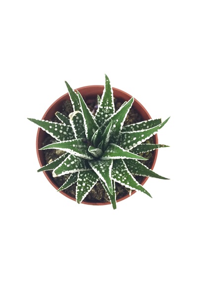 Haworthia Fasciata 'Alba' (Sukulent) Ø8,5 CM Y10-15 CM