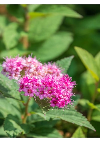 Videolu Ispirya Çiçeği 40 60 Cm 3 Adet Saksılı Çiçekli Bodru Bitki Spiraea Vanhouttei
