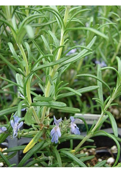 Tüplü Biberiye Rosmarinus Officinalis Fidanı - Bahçeniz İçin Ar