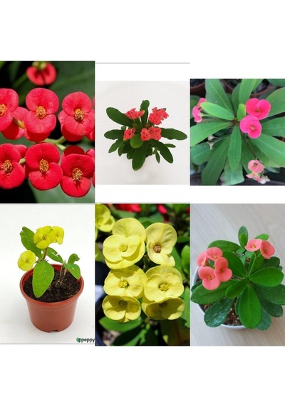 Videolu 3 Adet Sarı/kırmızı/pembe Dikenler Tacı Çiçeği 10-15 Cm Tüplü Çiçekli Bodur Euphorbia Milii