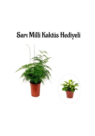 Tül Kuşkonmaz Çiçeği Sevgililer Gününe Özel Sarı Milli Kaktüs Hediye