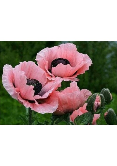 Pembe Gelincik Çiçeği Tohumu 25 Adet Tohum Çiçek Tohumu