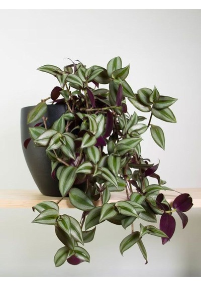 Alacalı Mor Yapraklı 1 Adet Saksılı Salon Çiçeği 30-50cm