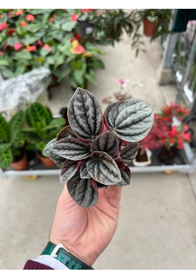 Peperomia Caperata 'Caracas' (Zümrüt Dalgası Çiçeği) Ø5,5 CM Y0-10 CM